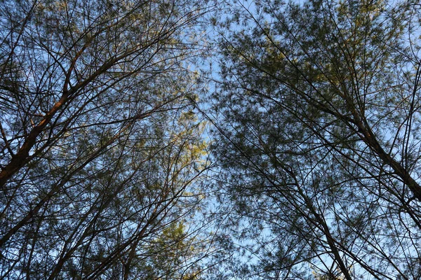Ветви Деревьев Природе Флора Лесу — стоковое фото