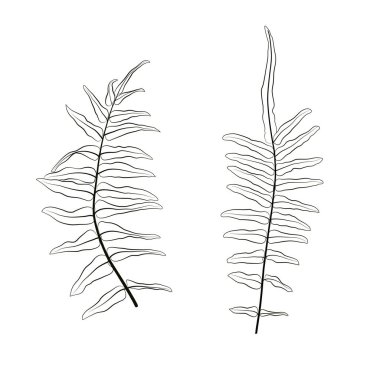 eğreltiotu yaprağı çizimi izole edildi