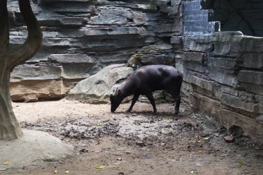 Kara boğa hayvanat bahçesinde.