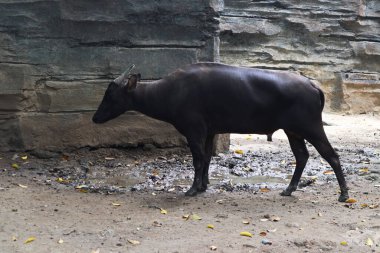 Siyah bufalo vahşi doğada.