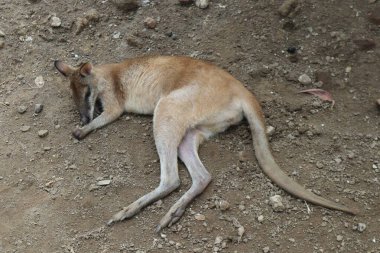 Vahşi kanguru Avustralya 'da bir kangurudur.