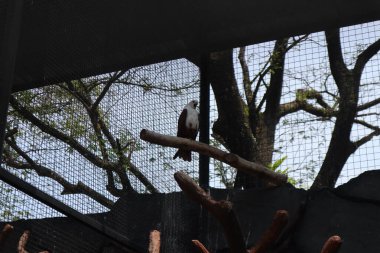 Kafesteki güzel bir kartalın yakın çekimi.