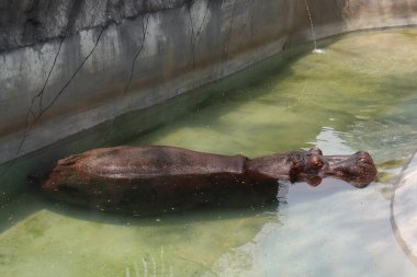 Göletteki su aygırı