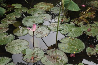 Gölette güzel nilüfer çiçeği