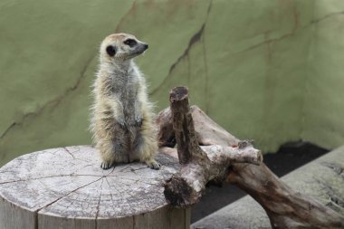 Hayvanat bahçesinde tatlı bir mirket