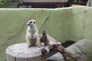 meerkat bir hayvanat bahçesi