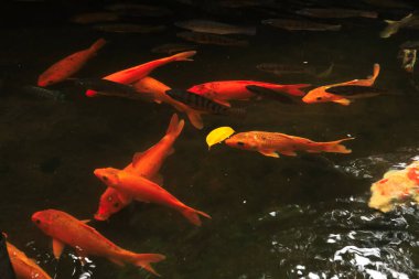 Gölette renkli koi balığı, Japon koi balığı