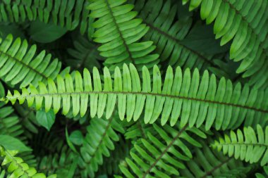 Ağacın yeşil yaprakları, doğal arka plan