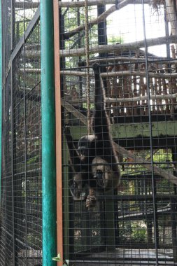 Hayvanat bahçesinde kafesi maymun