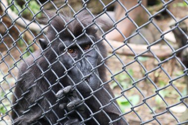 Siyah maymun Hayvanat Bahçesi