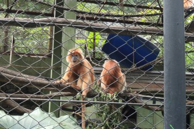Kafesteki kırmızı maymun.