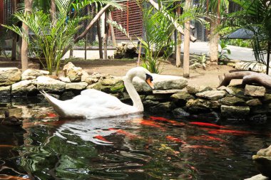 Hayvanat bahçesindeki güzel beyaz kuğu