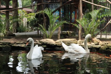 Gölette güzel beyaz pelikan kuğusu