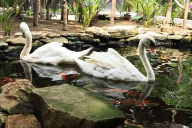 Gölette güzel beyaz pelikan kuğusu