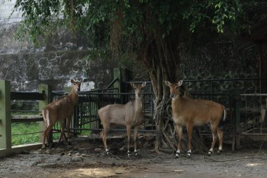 Gölette güzel beyaz pelikan kuğusu