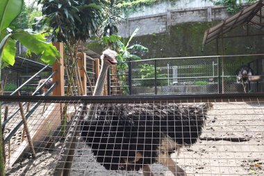 Gölette güzel beyaz pelikan kuğusu