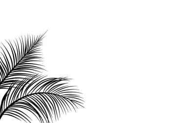 Palmiye yaprakları vektör arkaplanı