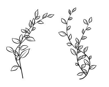 Yaprak ve yaprak dalları