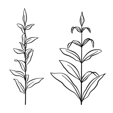 Yaprak ve çiçeklerin vektör kümesi. Siyah ve beyaz çizimler. El çizimi çiçek elementleri.