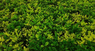 Güzel bir bahçede çeşitli süs bitkileri, yeşil ve açık yeşil yapraklar arka planda. Sabah taze yapraklı tropikal bitkiler.