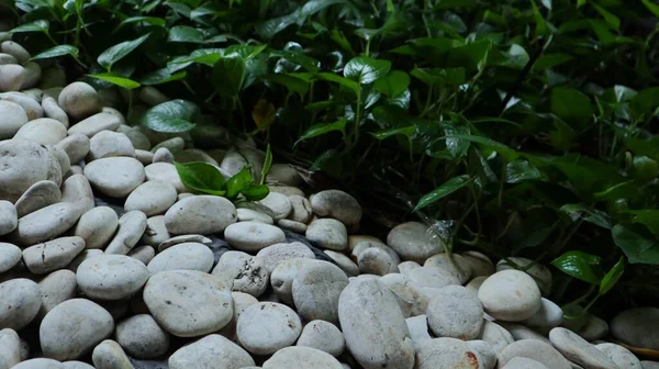 Krása Okrasných Rostlin Bílém Kamenném Pozadí Zahradě Selektivní Zaměření — Stock fotografie