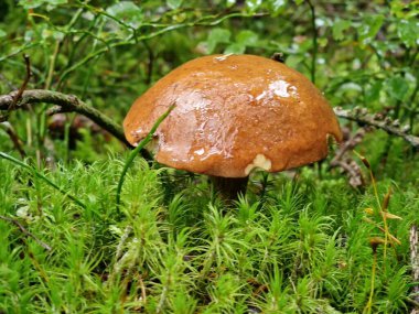 Aziz Marcialis, antik fresk