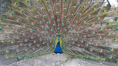 Mavi tüylü bir tavus kuşu.