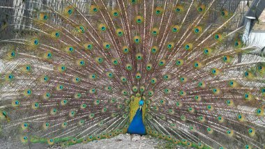 Tüylü güzel tavus kuşu, yaklaş..