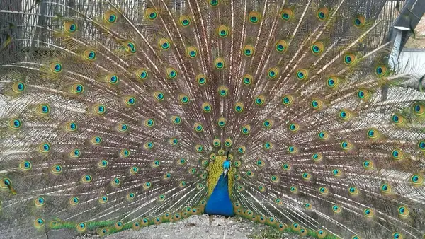 Tüylü güzel tavus kuşu, yaklaş..