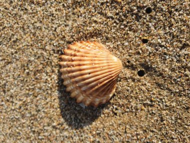 Sahilde deniz kabuğu