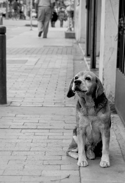 perro callejero con mucha vejes, quien vive en una ciudad muy fria