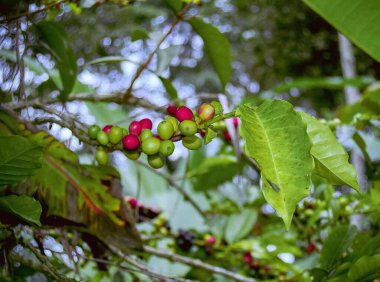 Planta de cafe con frutos rojos y verdes de Kolombiya