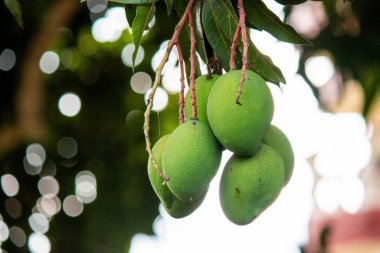 FRUTA TROPİK DE COLOMBİA CON SABOR DULCE.
