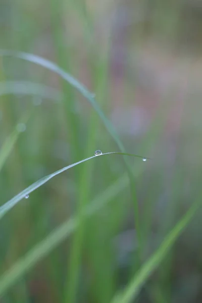Dagg Droppar Gräs Närbild Gräs Mjukt Fokus — Stockfoto