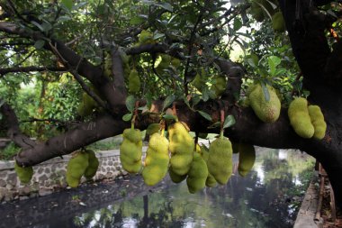 green and yellow bananas in the garden