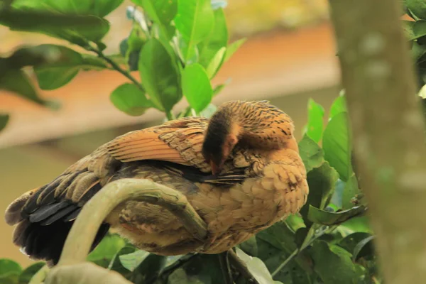 Bird Sitting Tree Branch — Stock Photo, Image