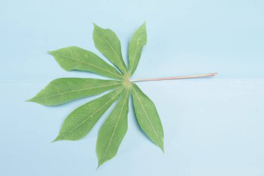 Mavi arkaplanda manyok yaprakları