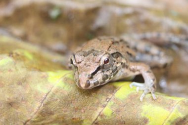 Nehirdeki kurbağalar