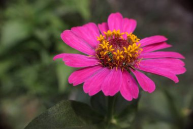 Bahçede pembe papatya çiçeği yetişiyor