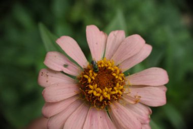 Bahçede pembe papatya çiçeği yetişiyor