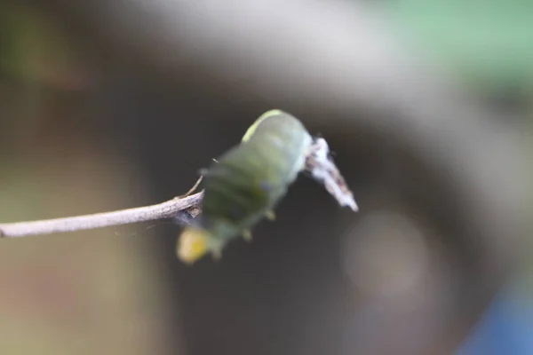 Гусениця Сухій Гілці — стокове фото