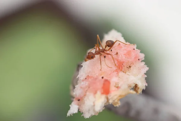 Red Ants Gather Eat — Stock Photo, Image