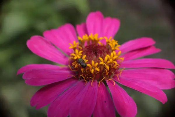 pink daisy flower growth on garden