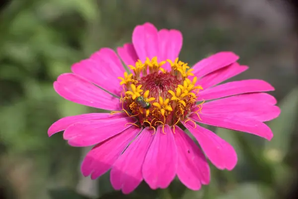 pink daisy flower growth on garden