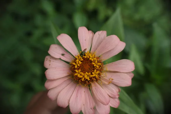 庭のピンクのデイジーな花の成長 — ストック写真
