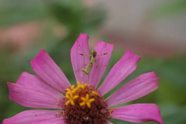ดอกไม เดซ ในสวน — ภาพถ่ายสต็อก