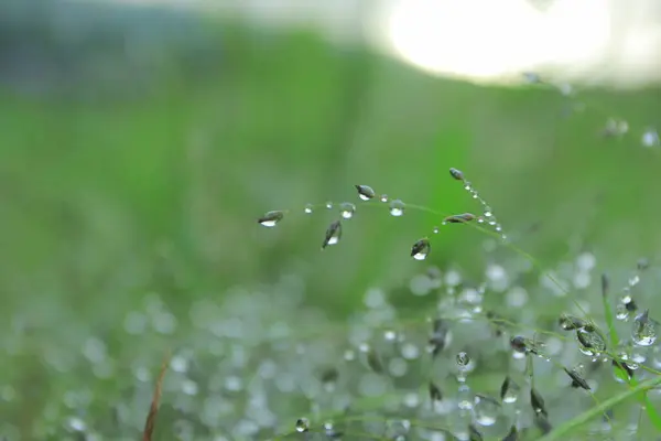 Dagg Droppe Det Gröna Gräset — Stockfoto