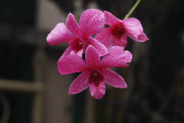 Roze Orchidee Bloem Tuin — Stockfoto