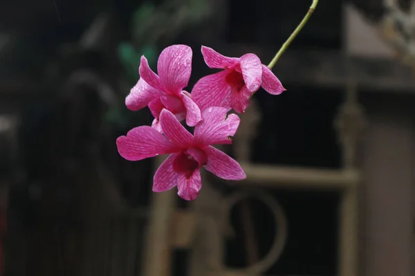 Ορχιδέα Λουλούδι Στον Κήπο — Φωτογραφία Αρχείου