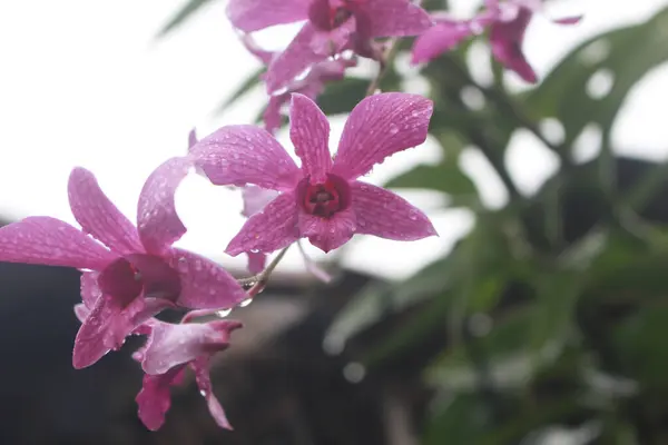Όμορφα Ροζ Λουλούδια Ορχιδέας — Φωτογραφία Αρχείου